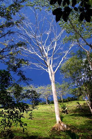 063 Pura Vida Garden, Costa Rica.JPG